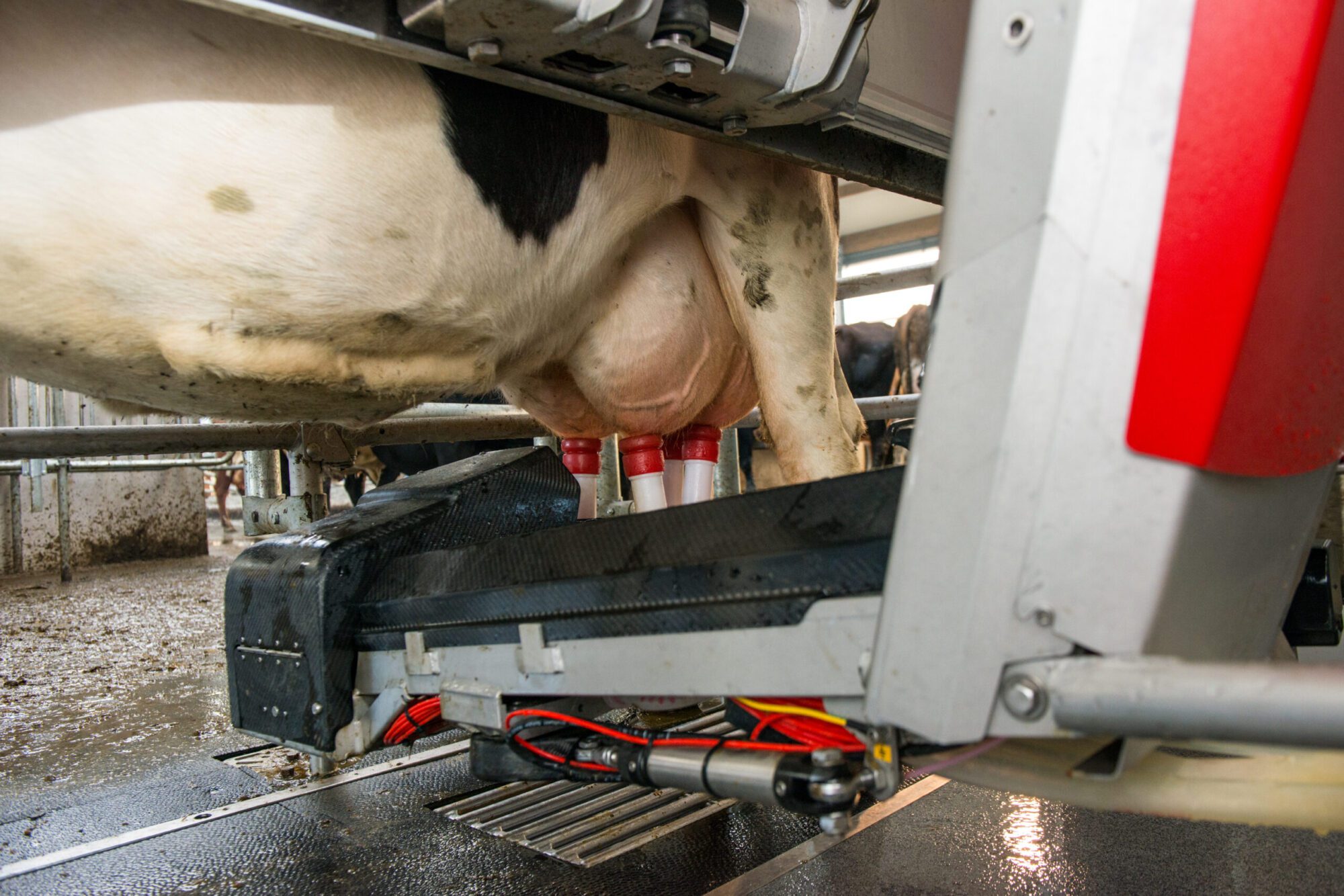 Lely Team Mitglied 1